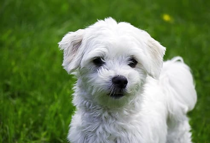 Maltese