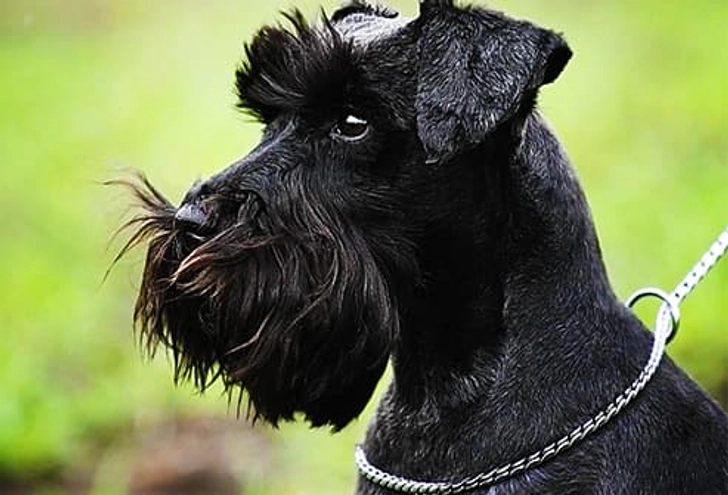 Miniature Schnauzer