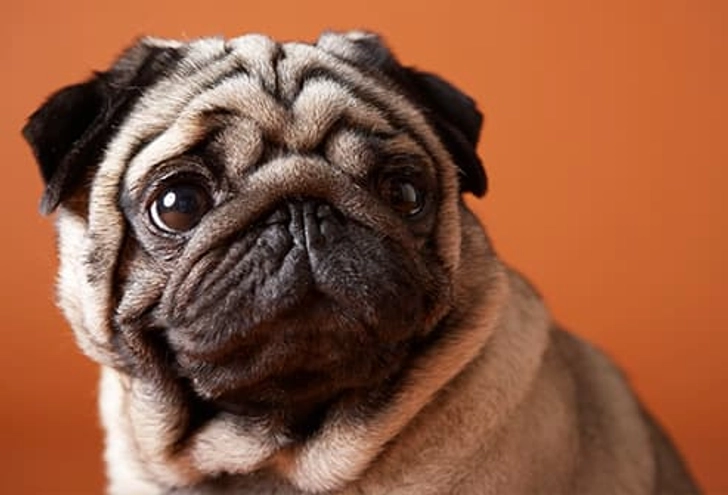 Pug