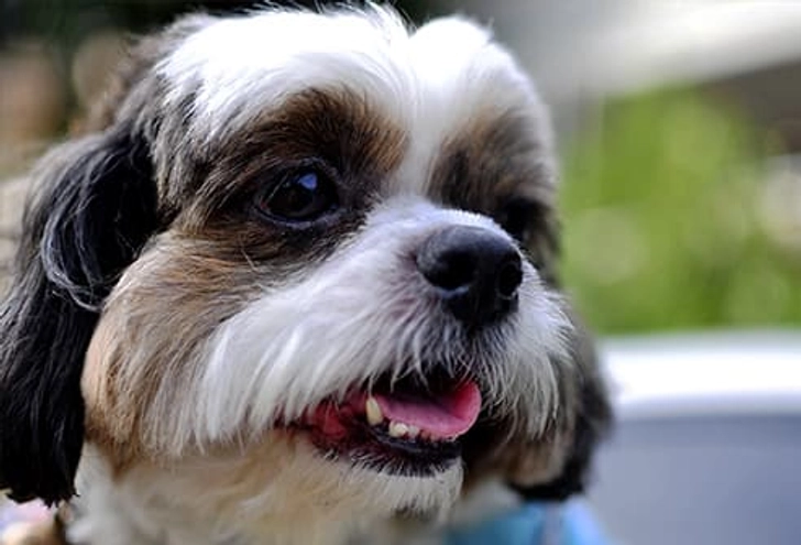 Shih Tzu