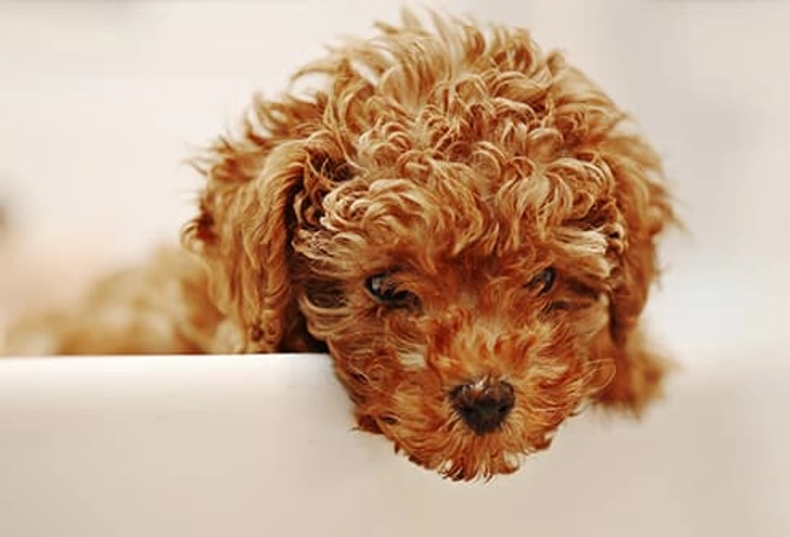 Poodle