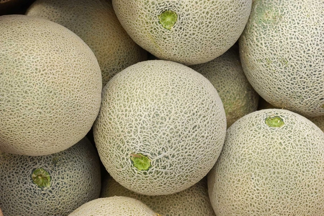 Cantaloupe Cantaloupe