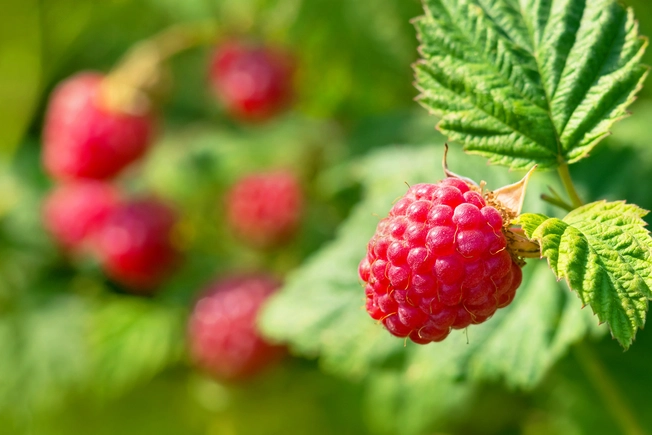 Raspberries