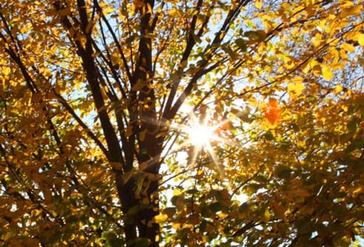 Lupus Symptom: Light Sensitivity Lupus Symptom: Light Sensitivity