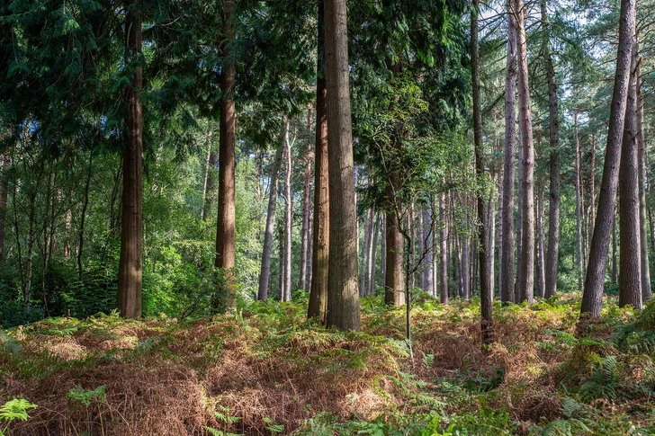 Preventing Lyme Disease Preventing Lyme Disease