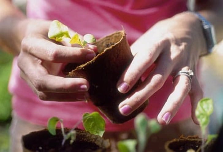 Fight the Manicure's Natural Enemies