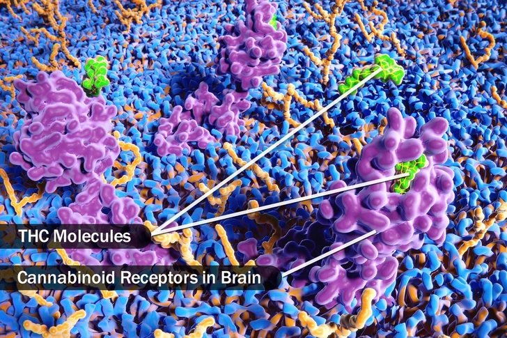 How It Works in Your Body