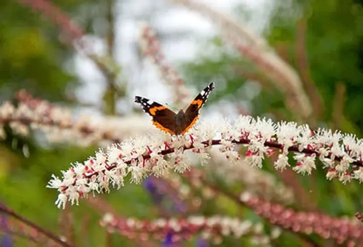 Black Cohosh: Help for Hot Flashes? Black Cohosh: Help for Hot Flashes?