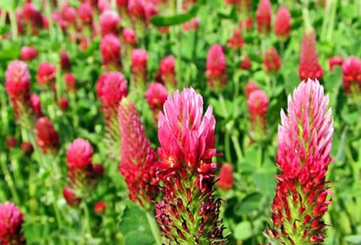 Red Clover: Popular but Unproven