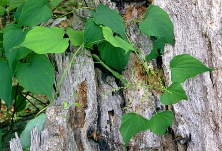 Wild Yam: Alternative to Hormones Wild Yam: Alternative to Hormones