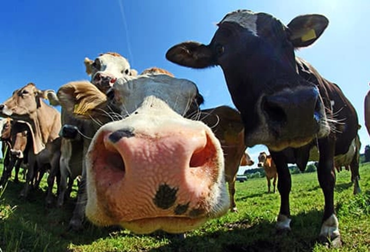 Cow’s Milk: 1% and 2% Cow’s Milk: 1% and 2%