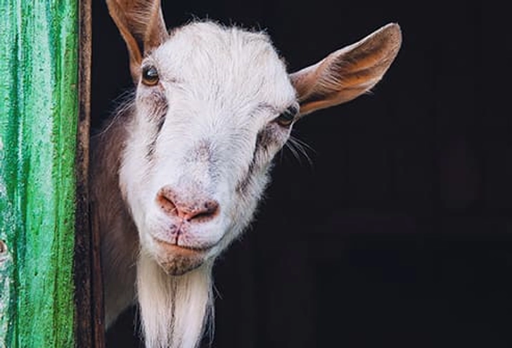 Goat's Milk