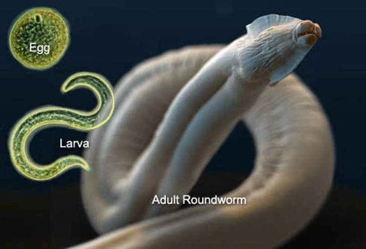 You Don't Bother to Deworm