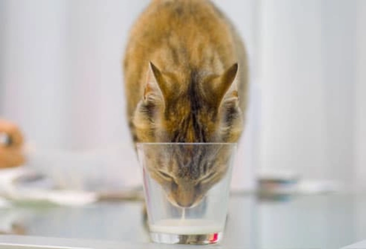 You Give Milk to Cats