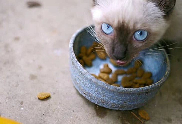You Don't Make Sure Your Cat Gets Enough Water