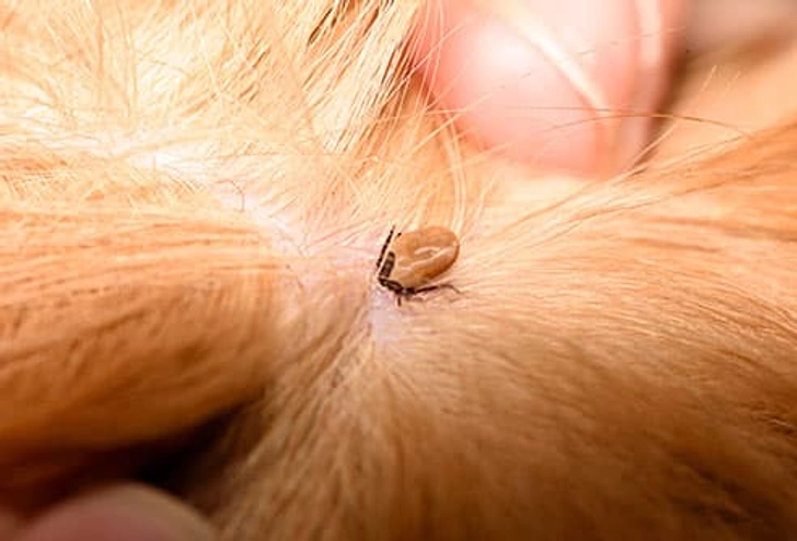 You Overlook Ticks
