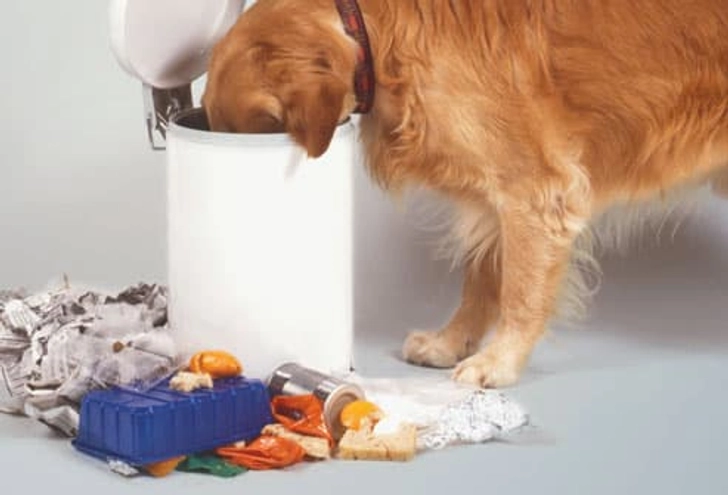 You Let Dogs Eat Spoiled Food