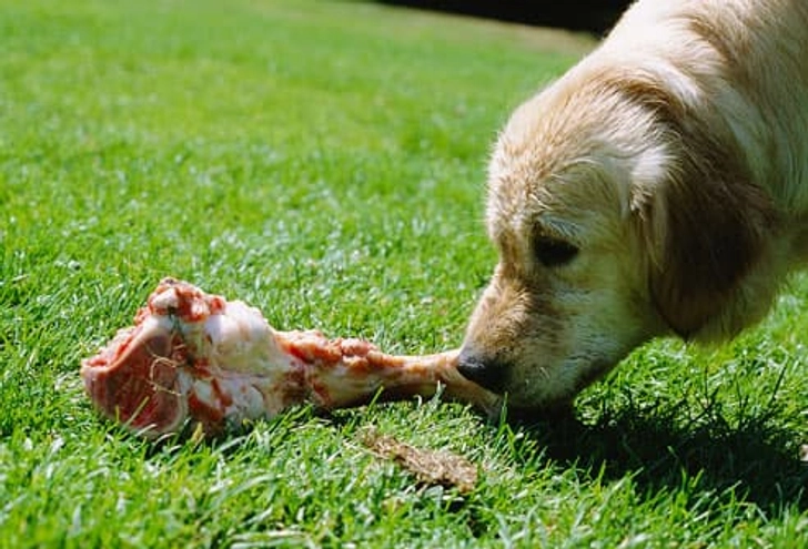 You Give Bones to Dogs