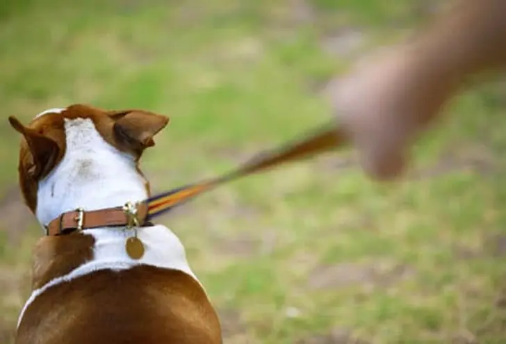 You Let Your Dog Walk You