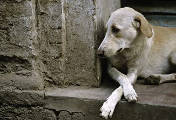 You Don't Spay or Neuter Your Pet