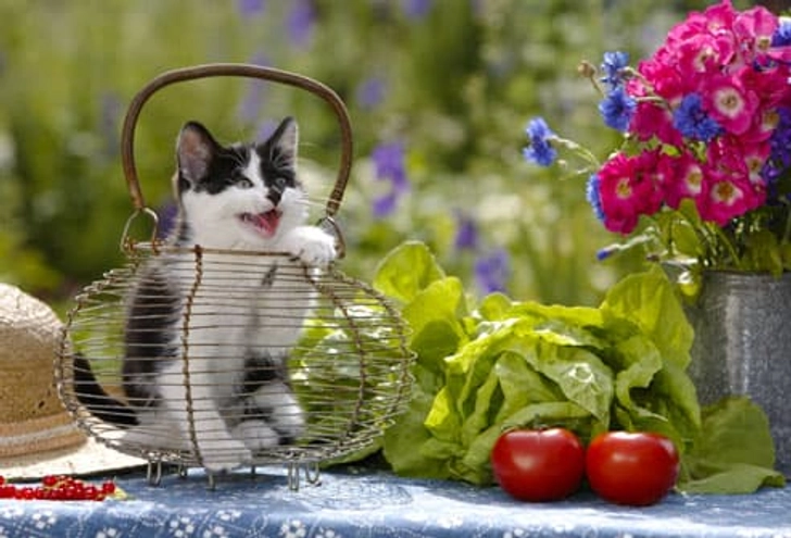 You Force Cats to Be Vegetarian