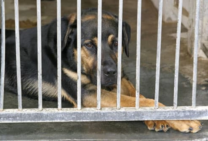 You Adopt a Pet on a Whim