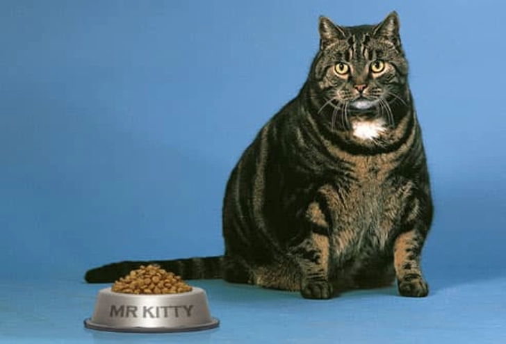 You Keep the Food Bowl Full
