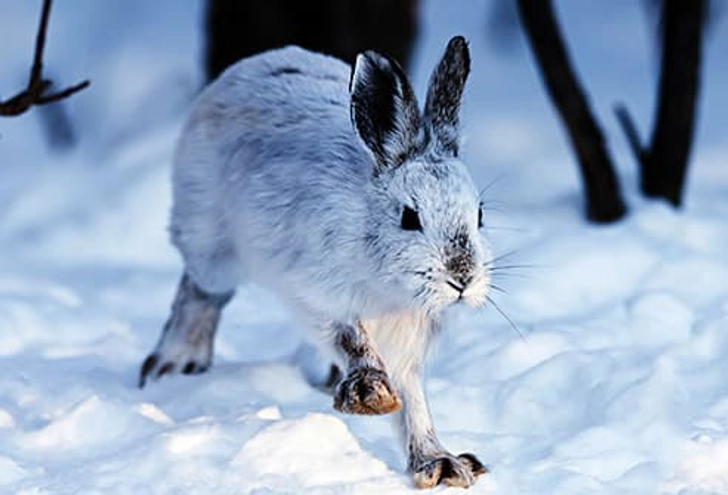 Snowshoe Hare Virus Snowshoe Hare Virus