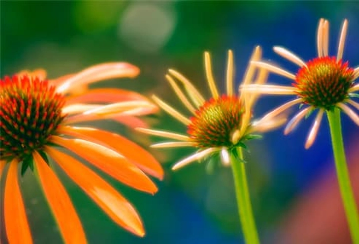 Echinacea