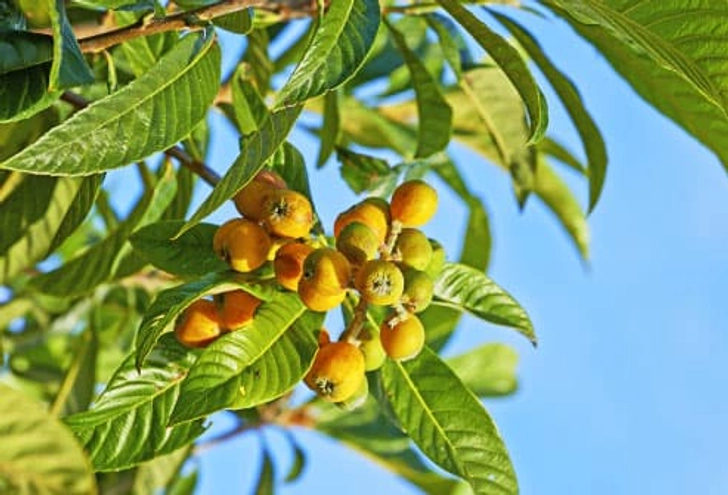 Marula Marula