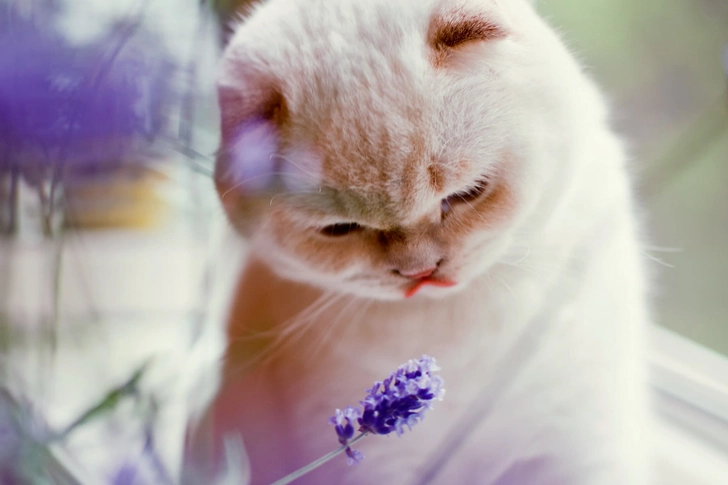 Aromatherapy Aromatherapy