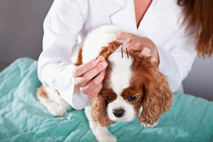 Acupuncture