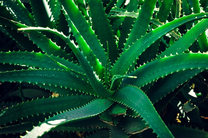 Aloe Vera Gel