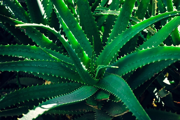 Aloe Vera Gel Aloe Vera Gel