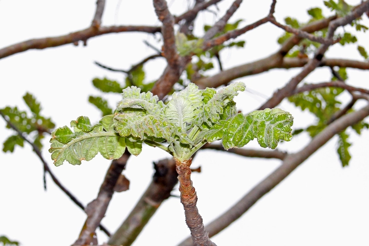 Boswellia serrata