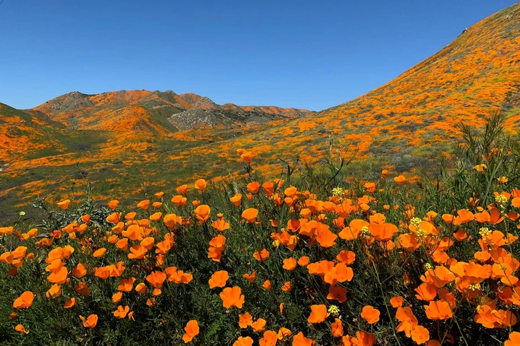 California Poppy California Poppy