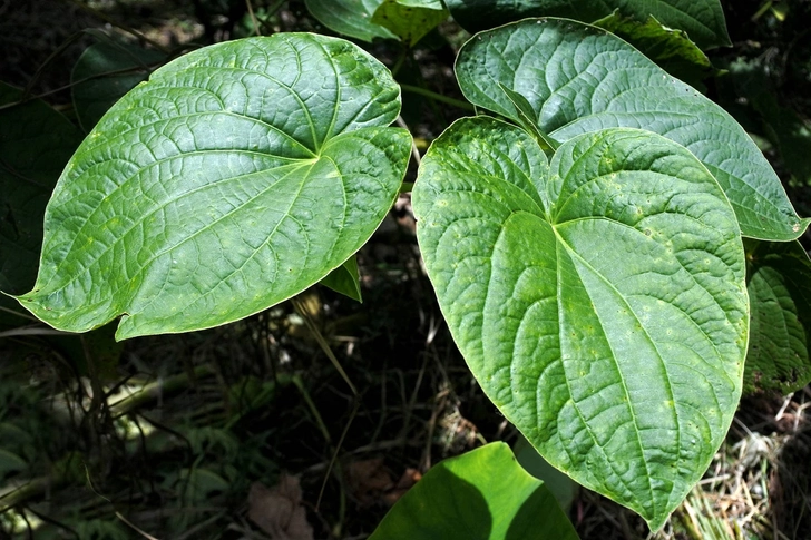 Kava Kava