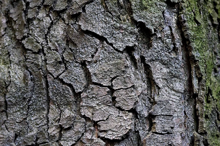 Magnolia Bark Magnolia Bark