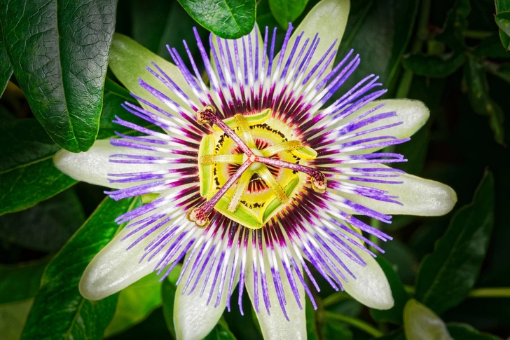 Passionflower Passionflower