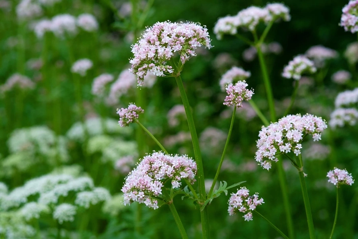 Valerian Valerian