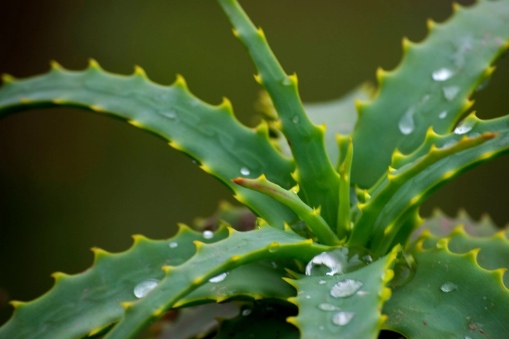 Aloe Vera Aloe Vera