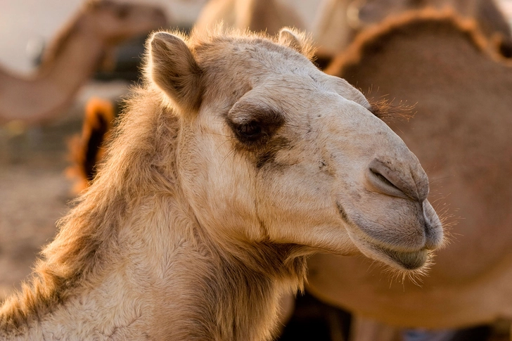 Camel’s Milk Camel’s Milk