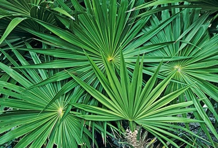 Saw Palmetto