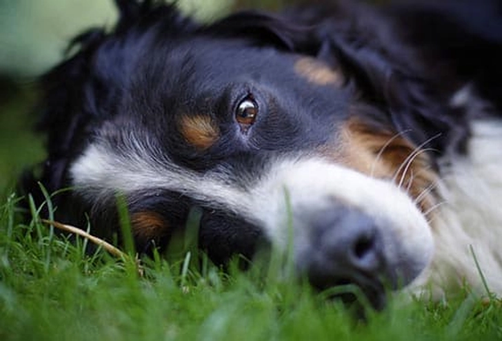 Pick Pet-Safe Products
