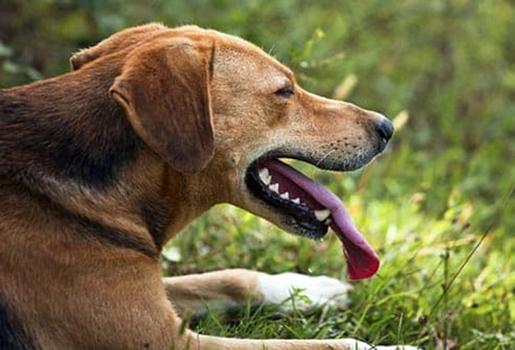 Know the Symptoms of Heatstroke Know the Symptoms of Heatstroke