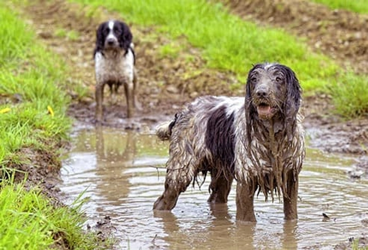 Steer Clear of Puddles