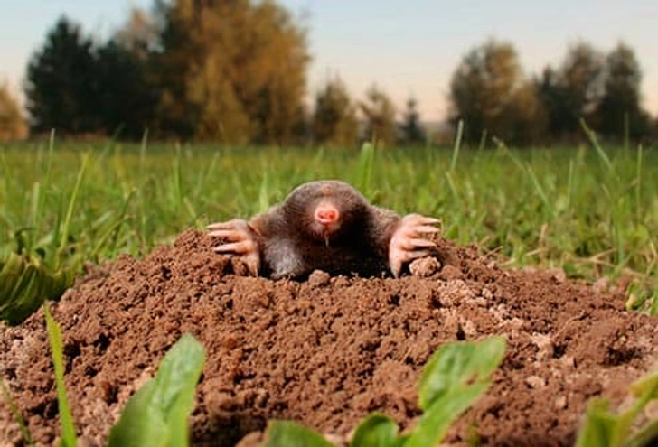 Get the Pests, Not Your Pets