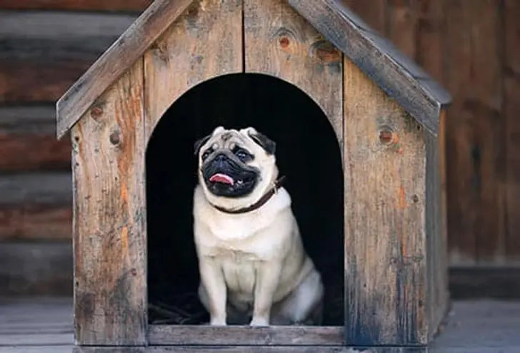 Give Your Pal Shelter From the Weather