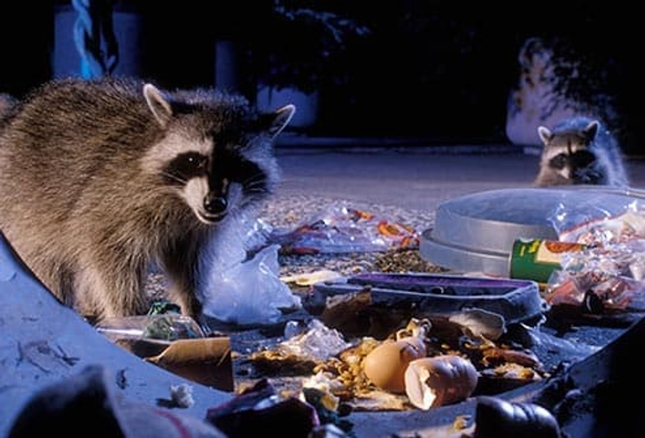 Ditch the Dumpster Diving