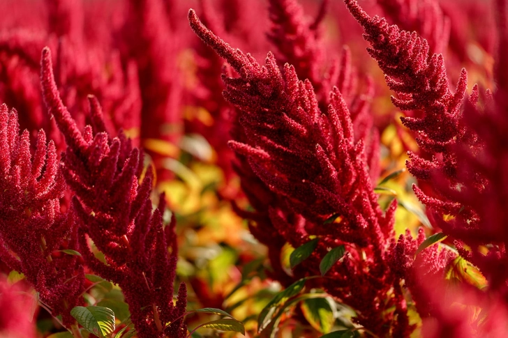Amaranth Flour (Gluten-Free)